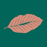 Acely Group